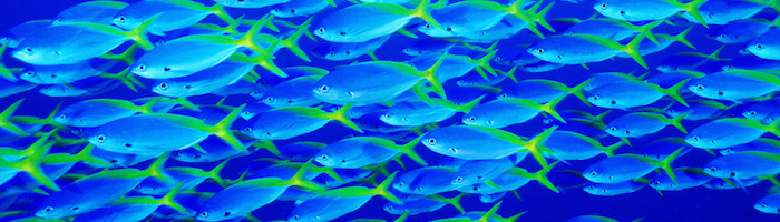 Gesetzesänderung Crowdinvesting